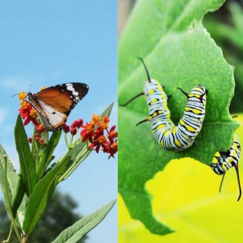 Butterfly & Caterpillar Attracting Plants