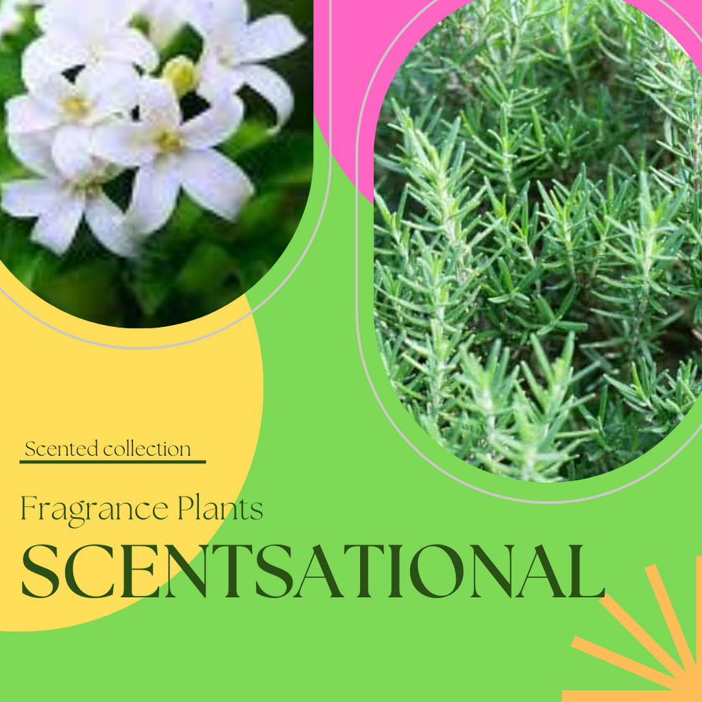 Scented Collection
