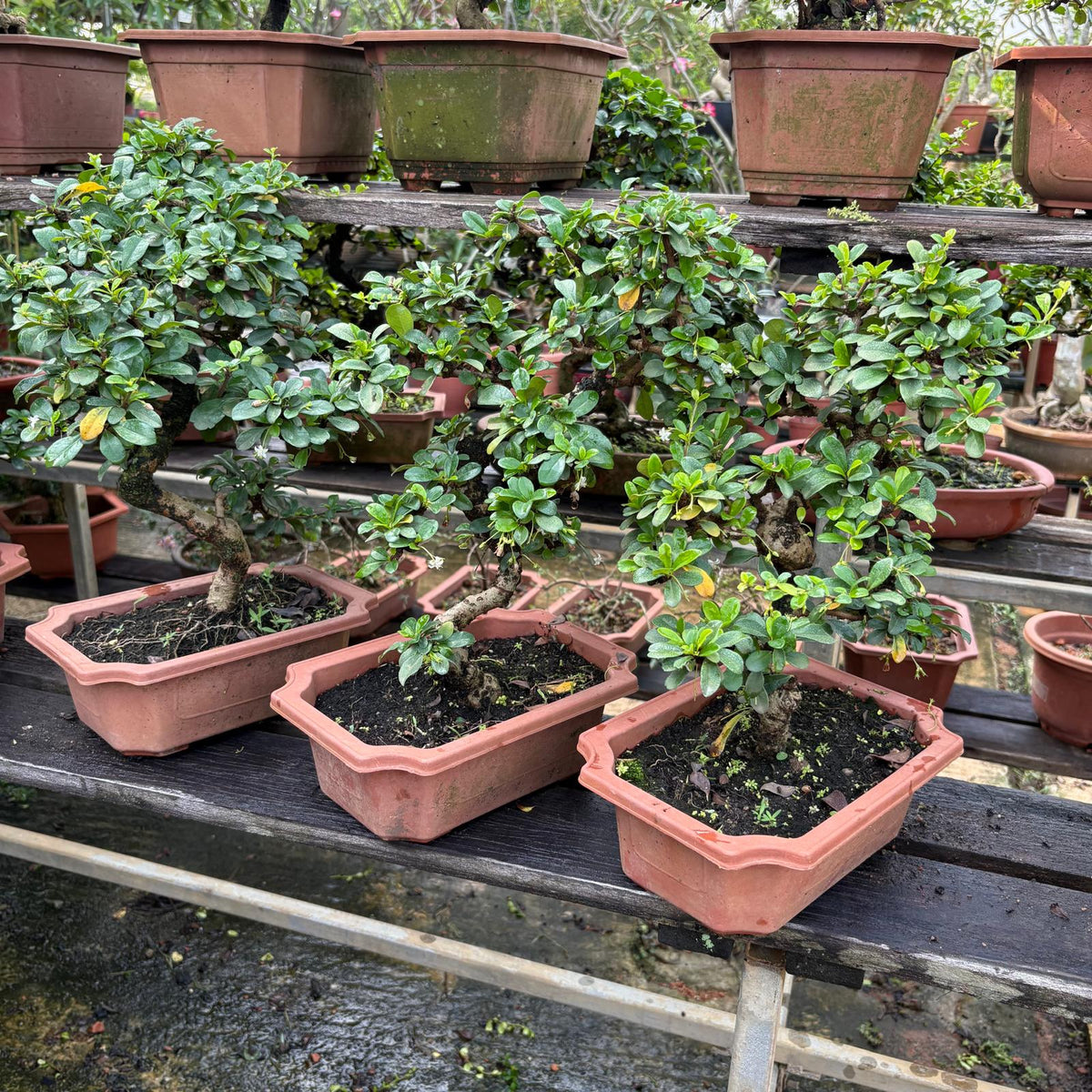 Carmona retusa, Fukien tea Bonsai (0.4m) – IM Garden Mart