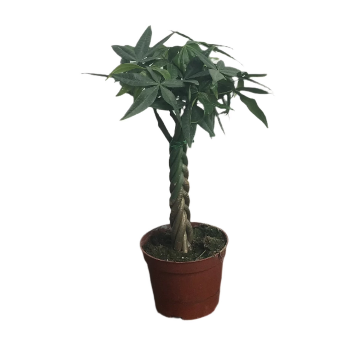 indoor plant with twisted stem Pachira aquatica, Money Tree Plant with twisted stem (0.3m) – IM Garden Mart