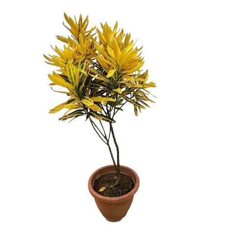 Codiaeum var. Sunny star | Green Solutions