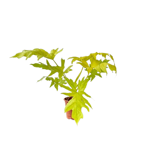 selloum gold philodendron Philodendron Selloum Gold (0.35m) – IM Garden Mart