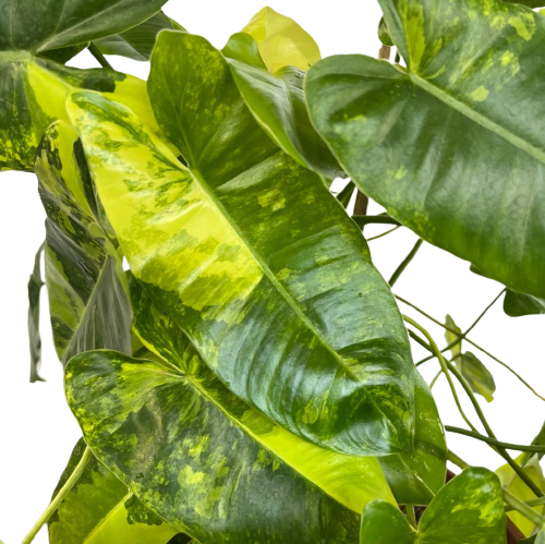 philodendron burle marx var Philodendron 'Burle Marx' variegated (0.3m) – IM Garden Mart