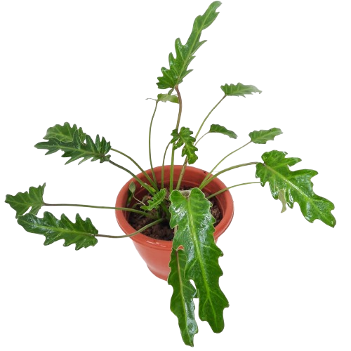 philodendron winterbourn Philodendron xanadu, Winterbourn (0.45m)* – IM Garden Mart