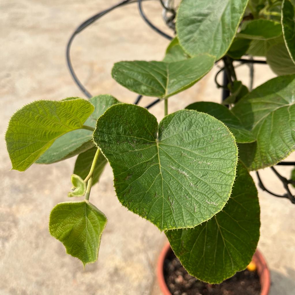 Kiwi Fruit Vine Plant (1.5m) &ndash; IM Garden Mart