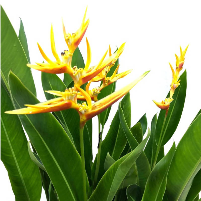 Heliconia psittacorum × h. spathocircinata 'Golden Torch' (1.3m) – IM