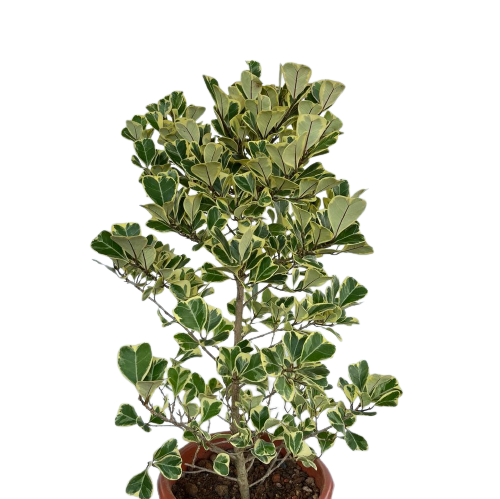 Ficus Triangularis (0.6m) – IM Garden Mart