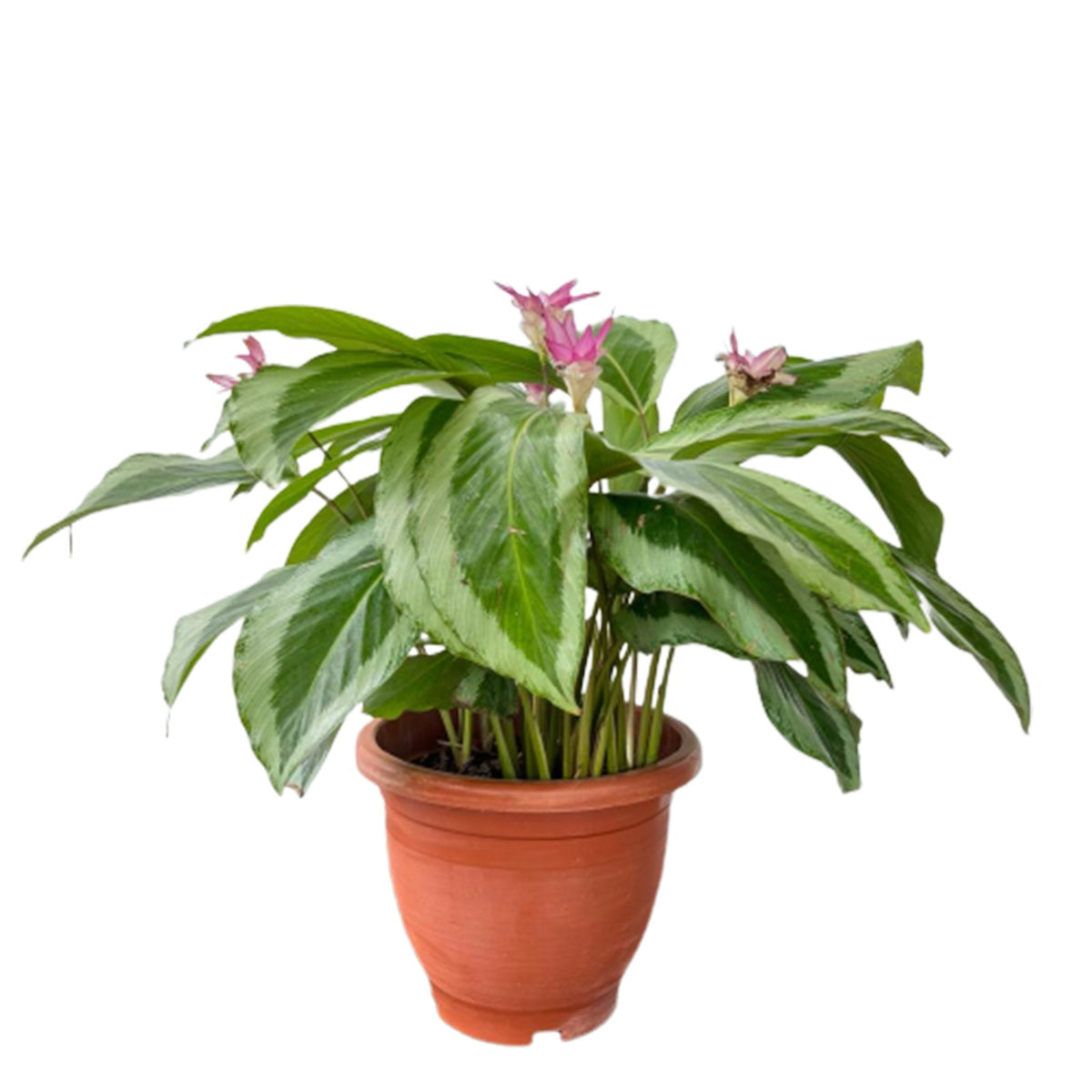 Calathea Green Goddess (0.5m) – IM Garden Mart