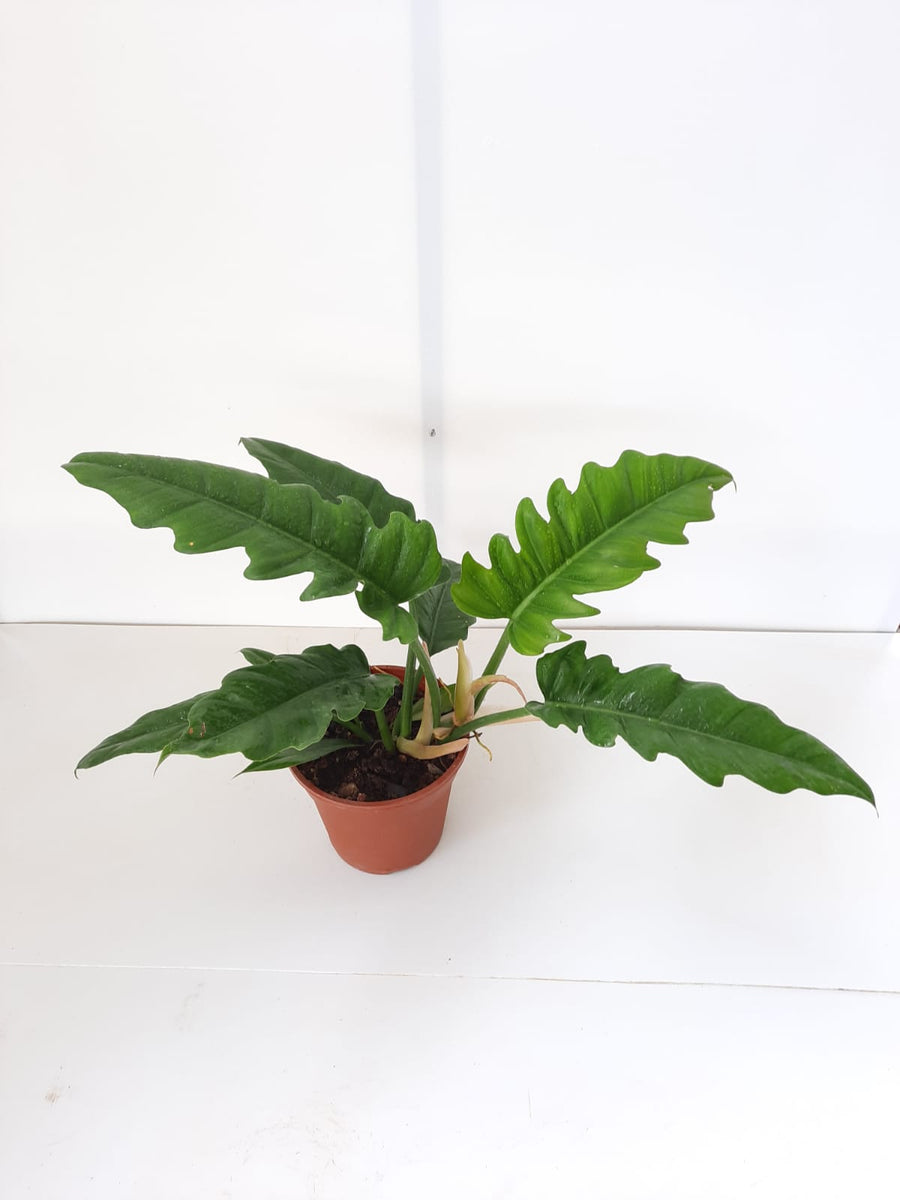 philodendron lacerum Philodendron lacerum 'aff' (0.35m)* – IM Garden Mart