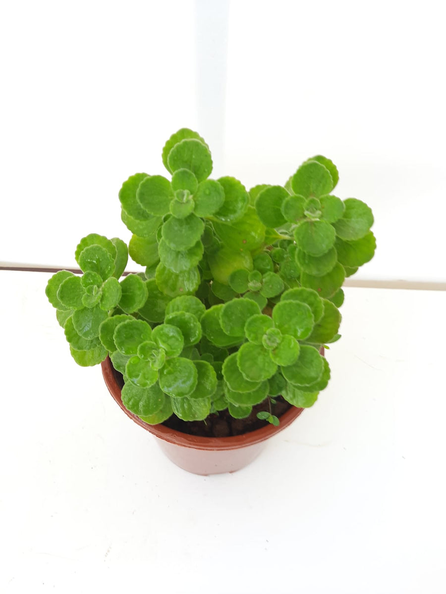 Plectranthus sp. small leaves (Indian Borage, 印度薄荷, Cuban Oregano, Mex
