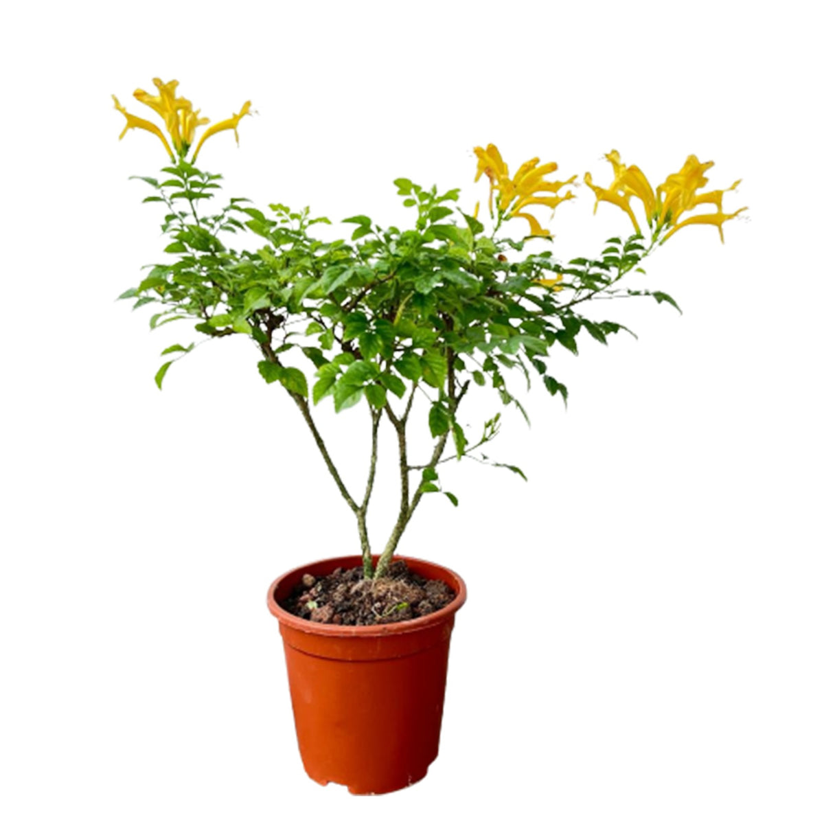 capensis 'Aurea', Golden Yellow Cape Honeysuckle (0.4m) IM Garden Mart