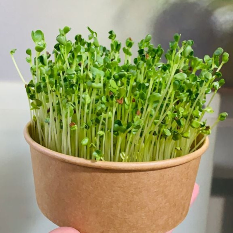 Growing Microgreens At Home