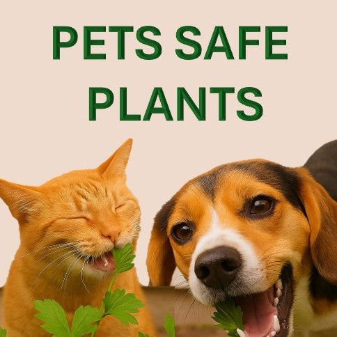 Pets Safe Indoor Plants Guide