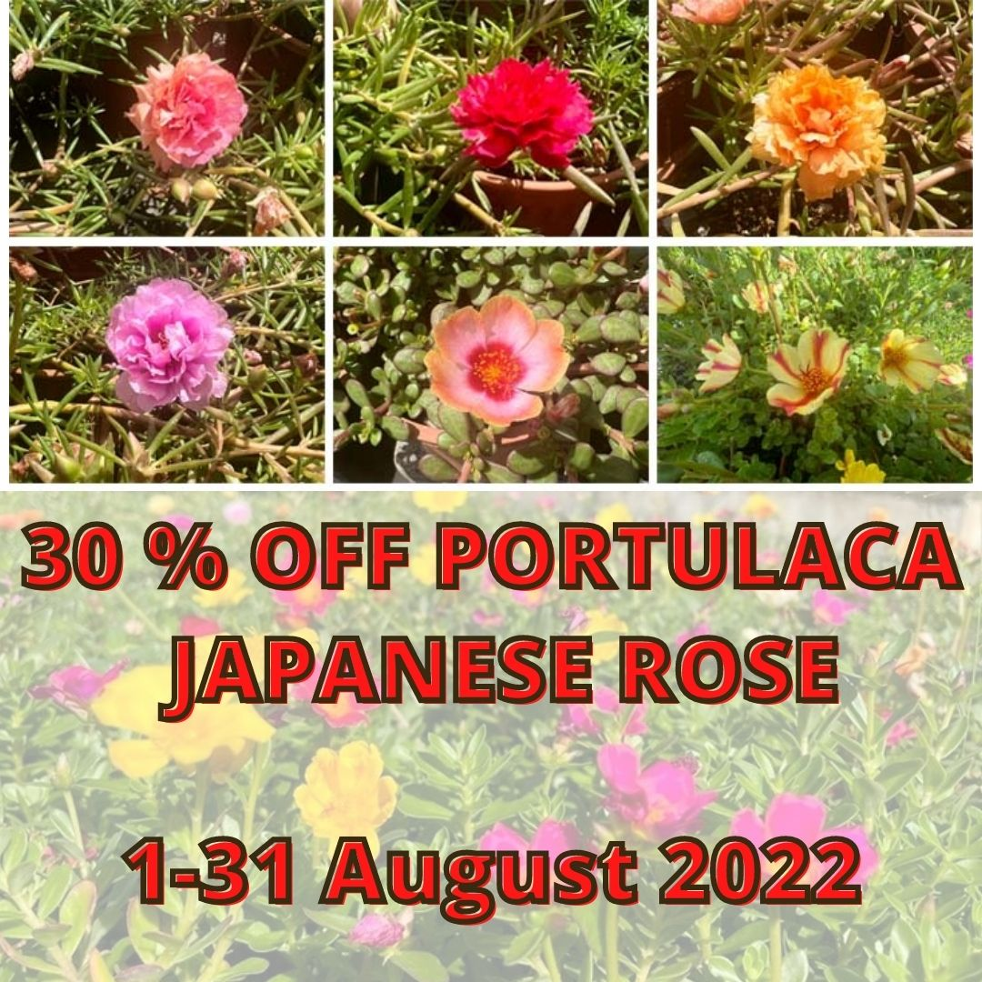Colorful Japanese Roses Collection – IM Garden Mart