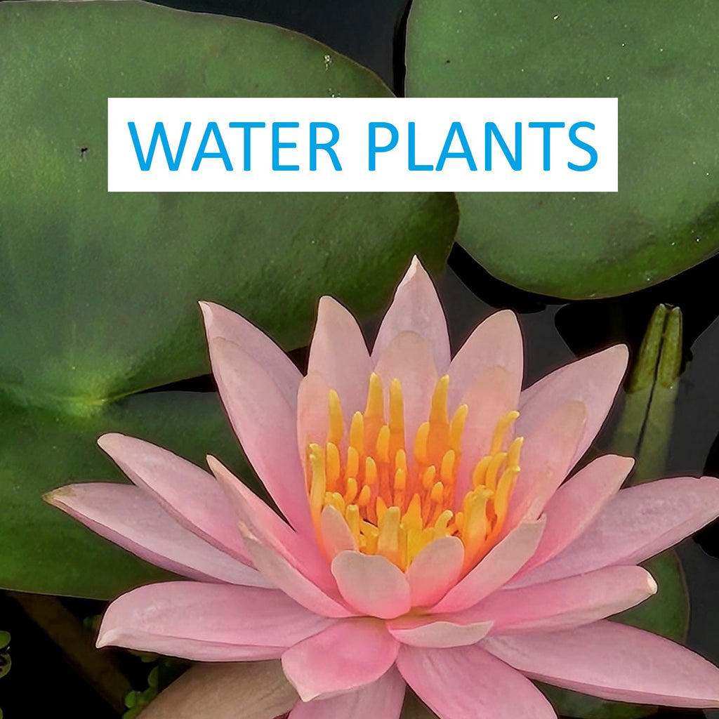 Water plants