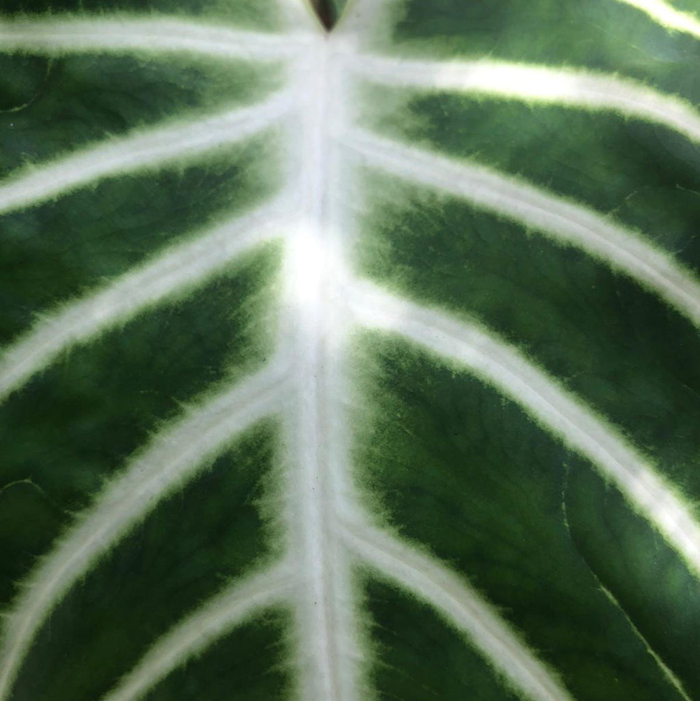 Foliage - Big Green and White Leaves