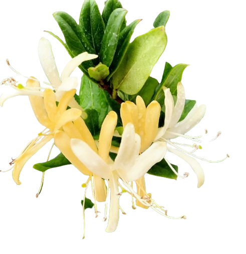 Lonicera japonica Thunb. ex Murray (Japanese Honeysuckle) (0.3m)* – IM Garden Mart