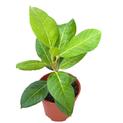 rubber tree light green Ficus Elastica 'Lemon Lime' (Rubber Plant) (0.3m)* – IM Garden Mart