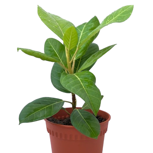 lemon lime rubber tree care Ficus Elastica 'Lemon Lime' (Rubber Plant) (0.3m)* – IM Garden Mart