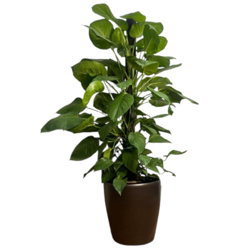 pothos 植物 Epipremnum Aureum, Money Plant, Pothos in Hydro pot (1.5m) – IM Garden Mart