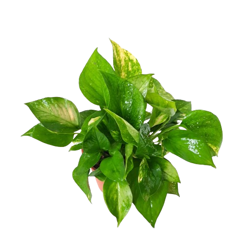 pothos 植物 Epipremnum aureum, Money Plant, Pothos (Money Plant) (0.3m) – IM Garden Mart