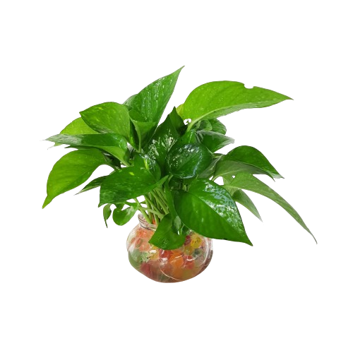 money plant in green vase Epipremnum aureum (Money Plant) in Glass Pot (0.18m)* – IM Garden Mart