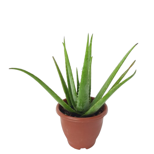 Aloe vera – IM Garden Mart