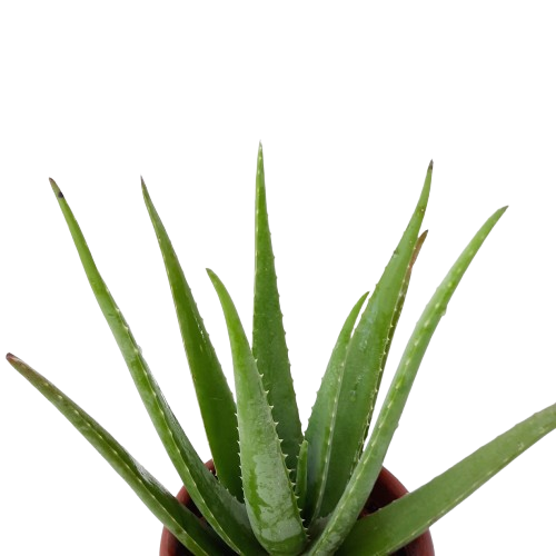 Aloe vera – IM Garden Mart