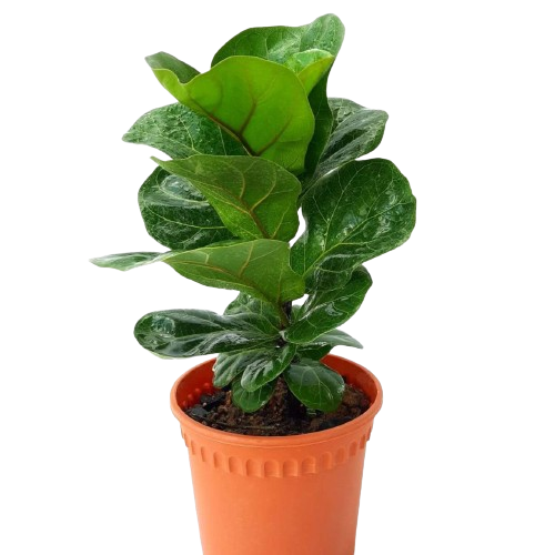mini fiddle leaf fig tree Mini Ficus lyrata (Dwarf Fiddle Leaf Fig) (0.35m)* – IM Garden Mart
