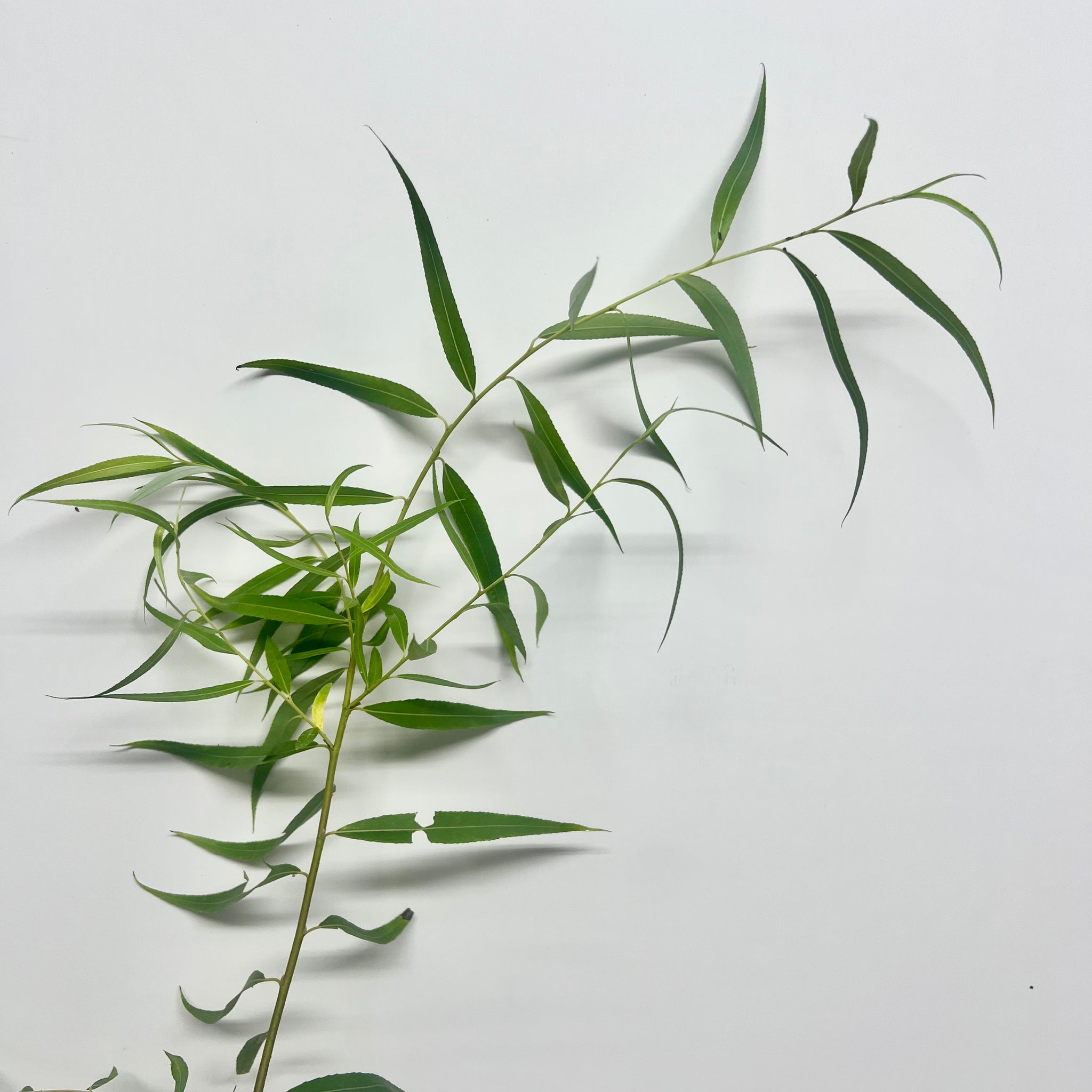 Willow tree 柳树（0.8m) – IM Garden Mart