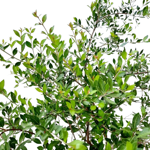 Lawsonia inermis, Henna Tree, Inai, Mignonette Tree (0.75m)* – IM ...