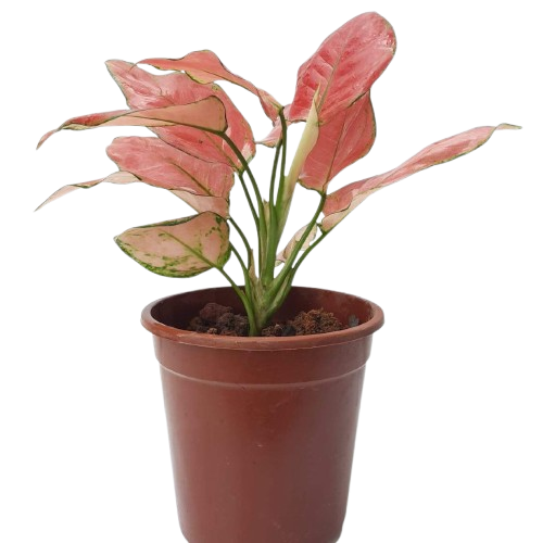 aglaonema hybrid lokal Siam Hybrid (Mini Aglaonema) (0.28m)* – IM Garden Mart