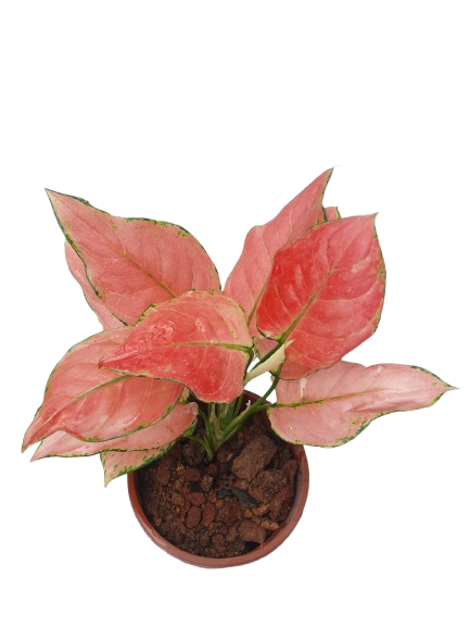 aglaonema mini Siam Hybrid (Mini Aglaonema) (0.28m)* – IM Garden Mart