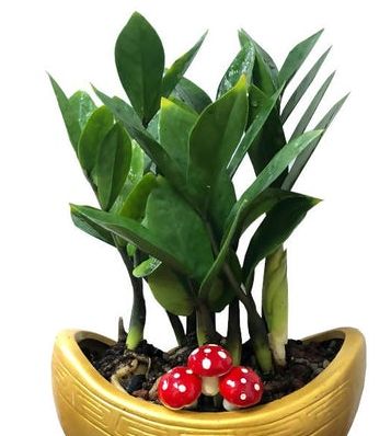 money plant zamioculcas Money plant Zamioculcas zamiifolia in "Yuanbao" Gold Clay Pot (0.3m) – IM Garden Mart