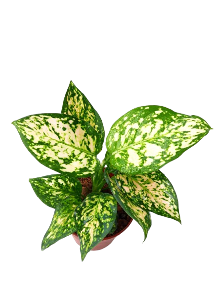 aglaonema anyamanee white Aglaonema sp 'White Anyamanee' – IM Garden Mart
