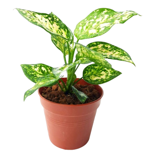 aglaonema anyamanee white Aglaonema sp 'White Anyamanee' – IM Garden Mart