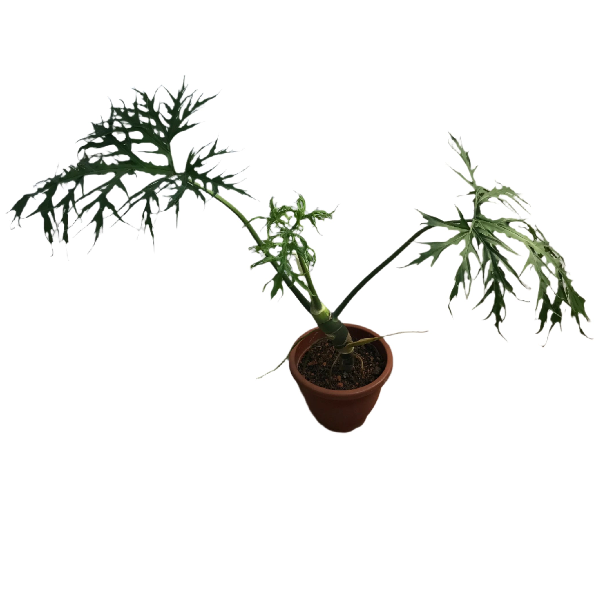 philodendron warscewiczii care Philodendron Warscewiczii (0.8m) – IM Garden Mart