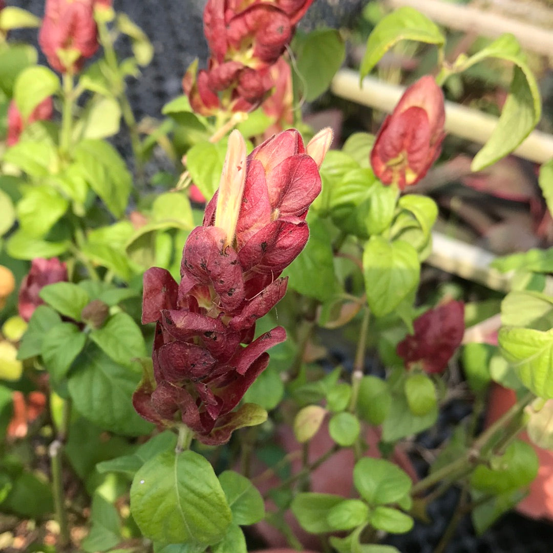 Ab77.ong - Khám Phá Thế Giới Giải Trí Đỉnh Cao Online