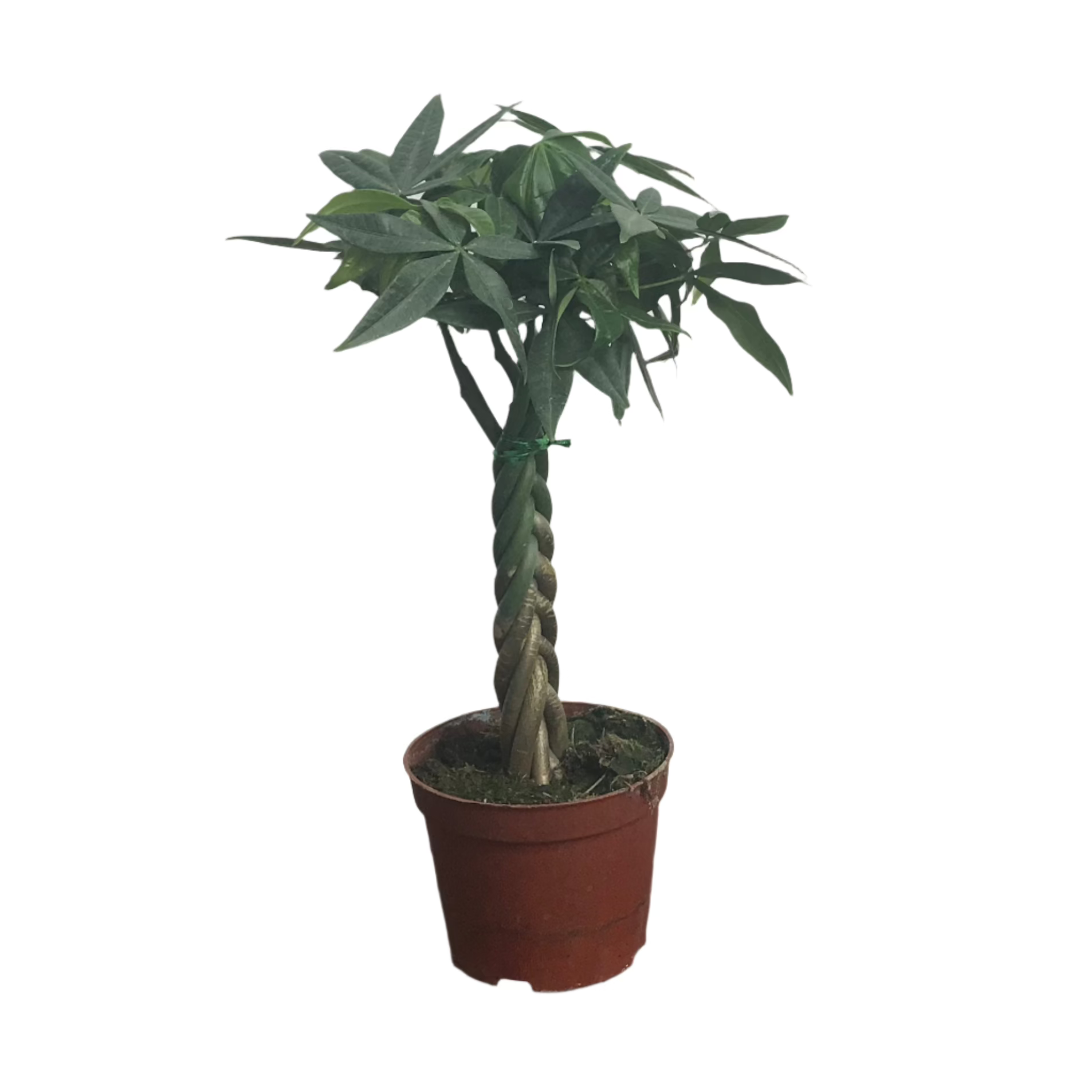 twisted money plant Pachira aquatica, Money Tree Plant with twisted stem (0.3m) – IM Garden Mart