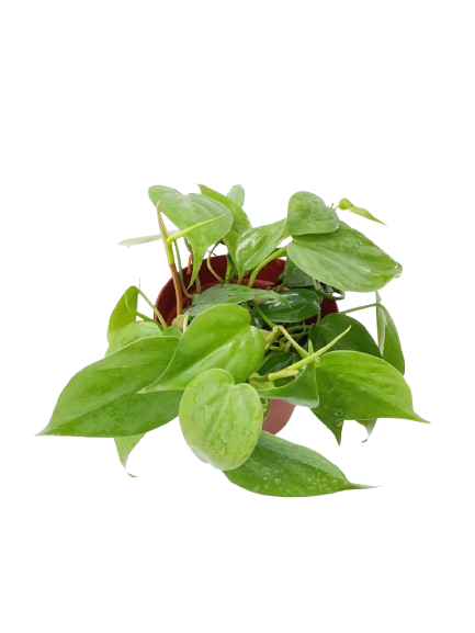 philodendron hederaceum var kirkbridei schott Philodendron hederaceum (Jacq.) Schott, (Heart Leaf Philodendron Green – IM Garden Mart