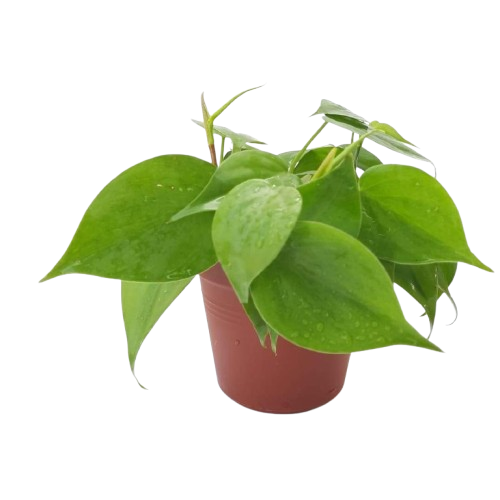 philodendron hederaceum var kirkbridei schott Philodendron hederaceum (Jacq.) Schott, (Heart Leaf Philodendron Green – IM Garden Mart