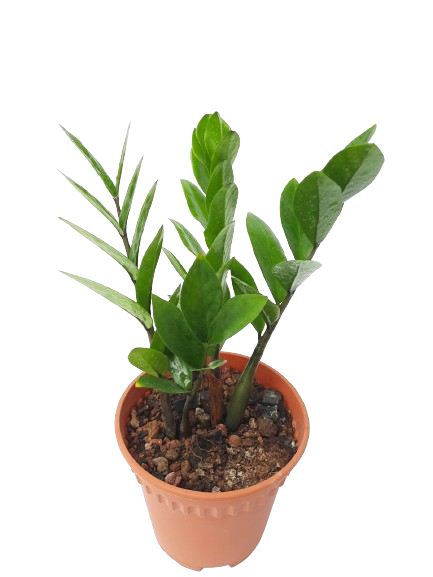 aroid zz plant Zamioculcas zamiifolia (Aroid Palm, Zanzibar Gem) (0.28m)* – IM Garden Mart