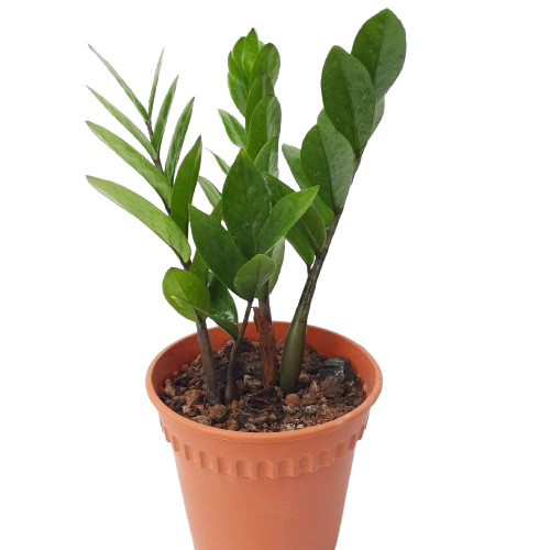 zanzibar palm plant Zamioculcas zamiifolia (Aroid Palm, Zanzibar Gem) (0.28m)* – IM Garden Mart