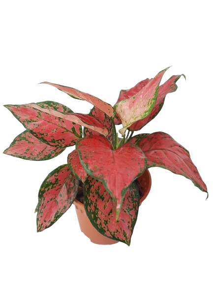 aglaonema unyamanee Aglaonema 'Unyamanee' – IM Garden Mart