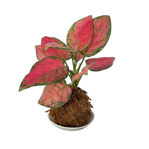 kokedama aglaonema Aglaonema 'Dud Unyamanee' Kokedama (0.25m) – IM Garden Mart