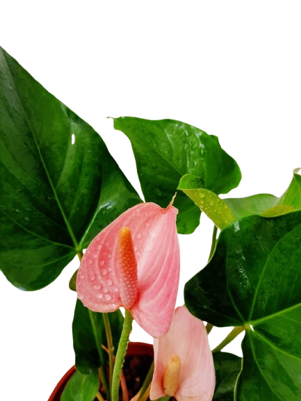 pastel anthurium Anthurium andraeanum, Flamingo Lily Pink (0.35m) – IM Garden Mart