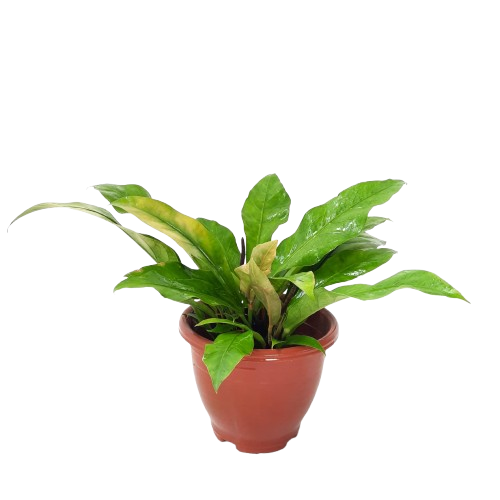 indoor wave of love plant Bird's Nest Wave of Love – IM Garden Mart
