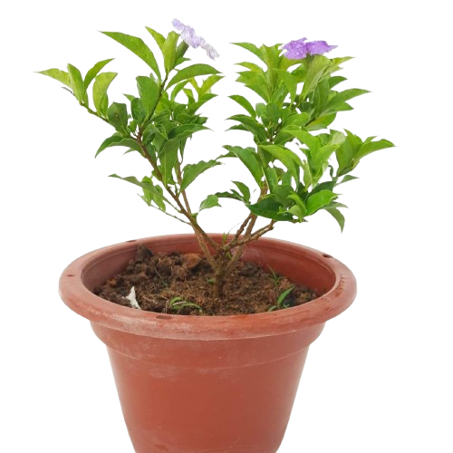 Brunfelsia pauciflora (Yesterday, Today and Tomorrow Plant) 7 Brunfelsia pauciflora (Yesterday Today and Tomorrow) (0.3m)*