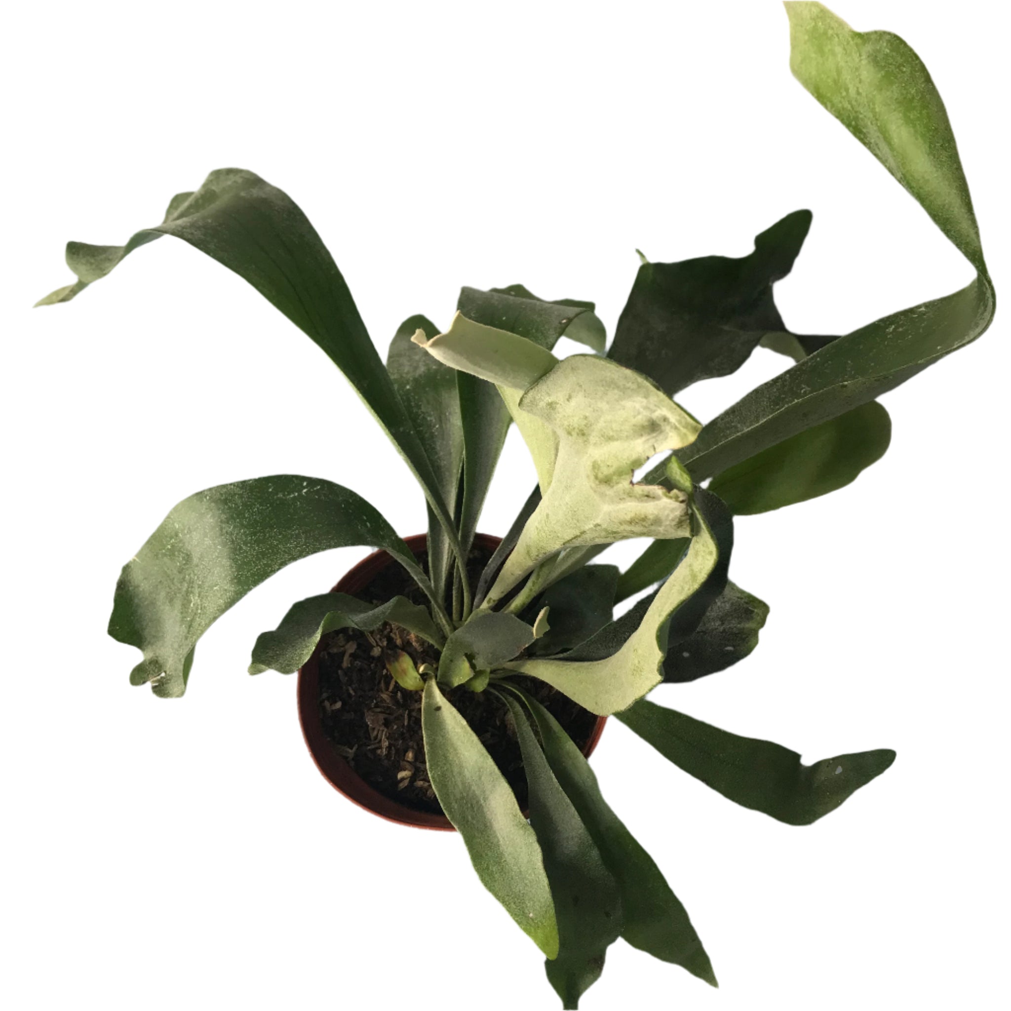 Poted staghorn fern, Platycerium bifurcatum (0.3m) – IM Garden Mart