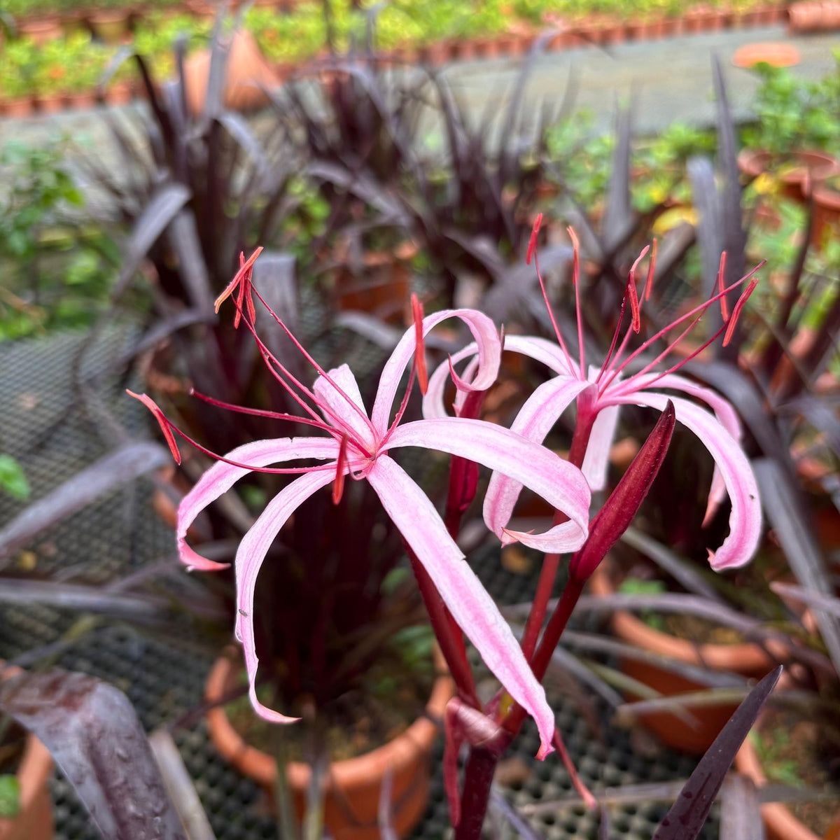 Crinum 'Menehune', Red Bog Lily (0.4m) – IM Garden Mart